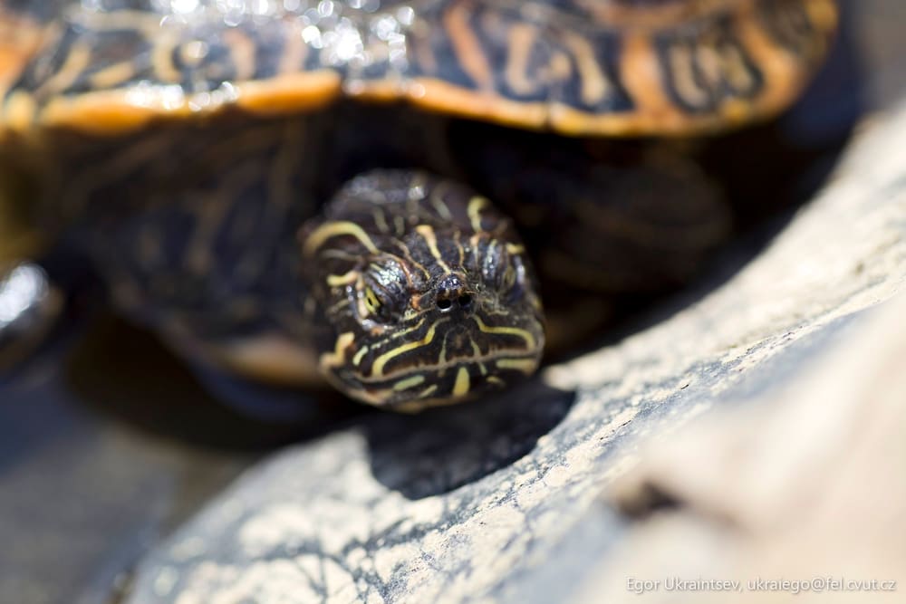 Turtles on a rock
