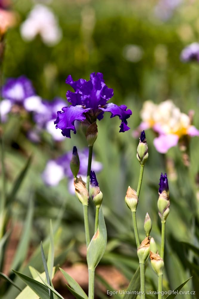 Purple iris flowers growing