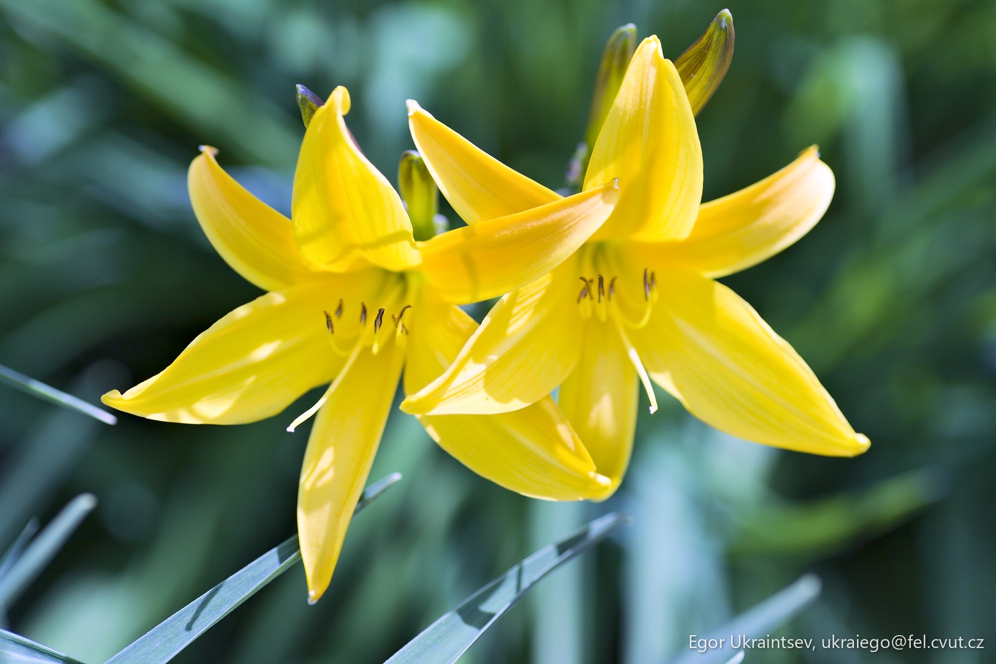 Yellow flowers in a garden