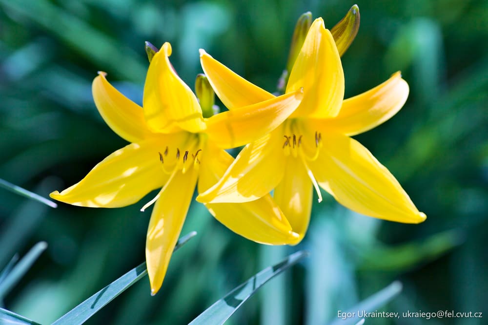 Yellow flowers in a garden
