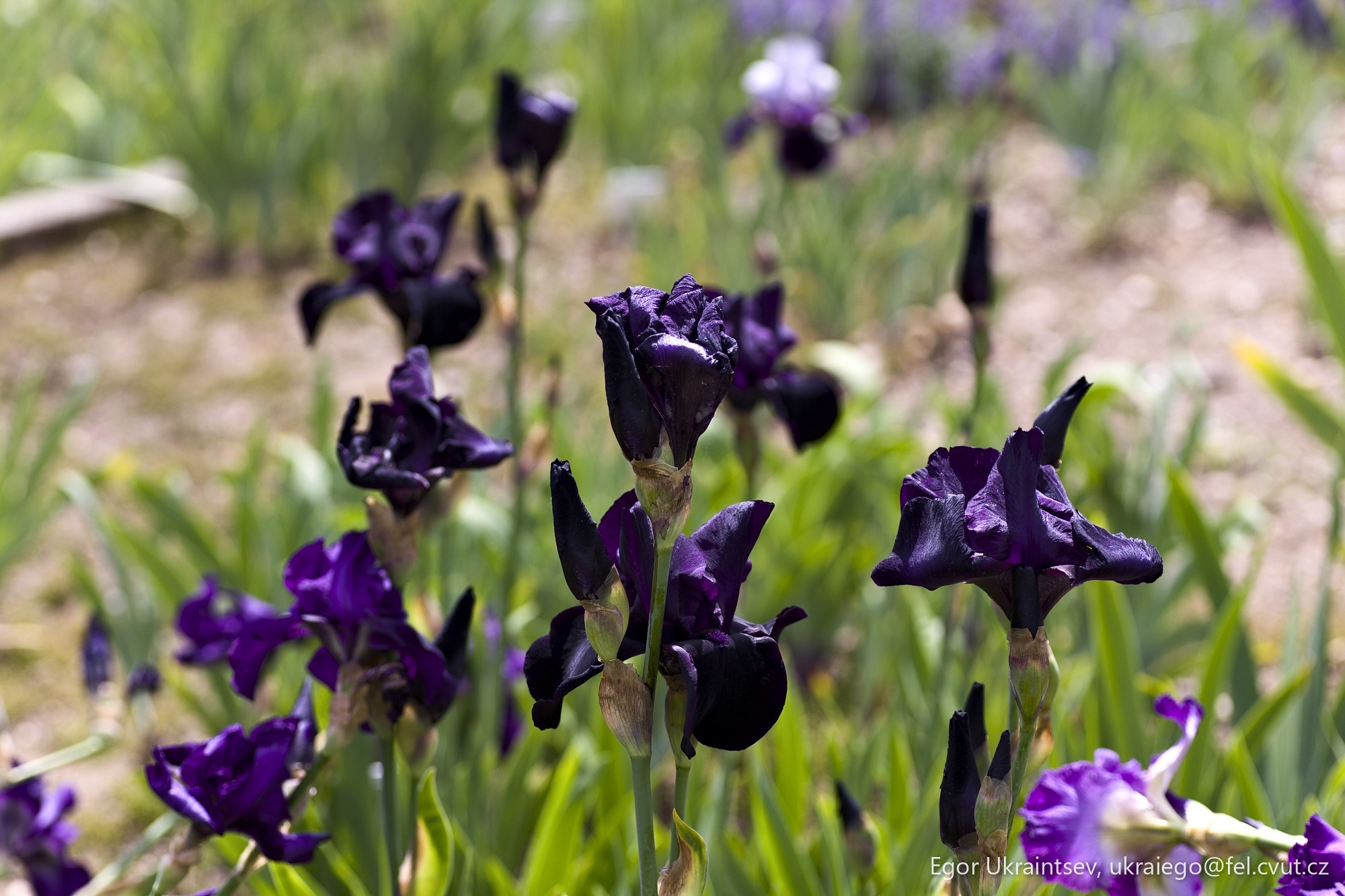 Purple iris flowers