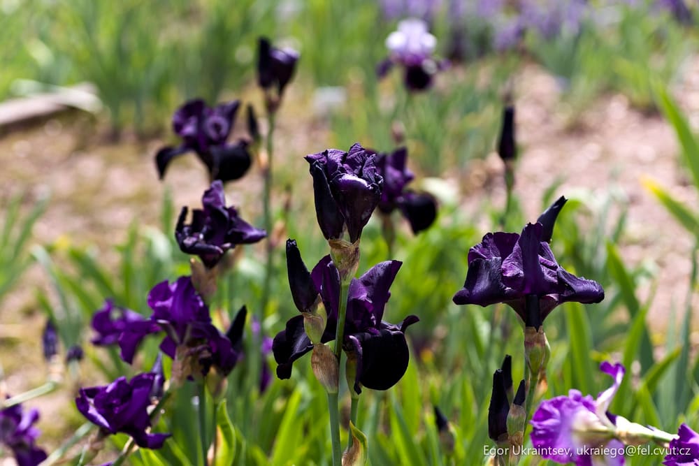 Purple iris flowers