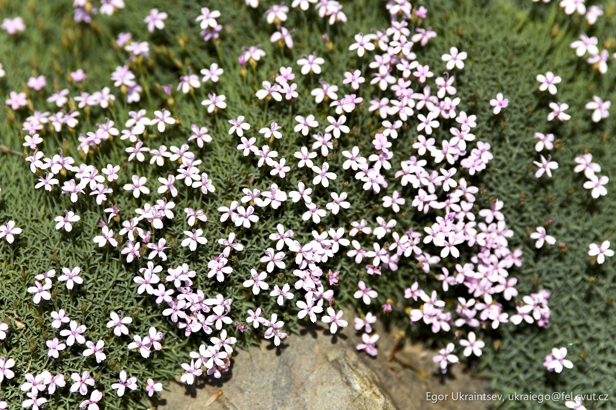 Small pink flowers growing