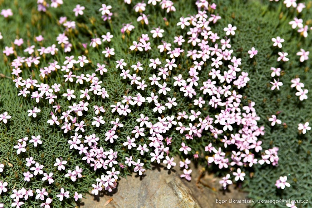 Small pink flowers growing