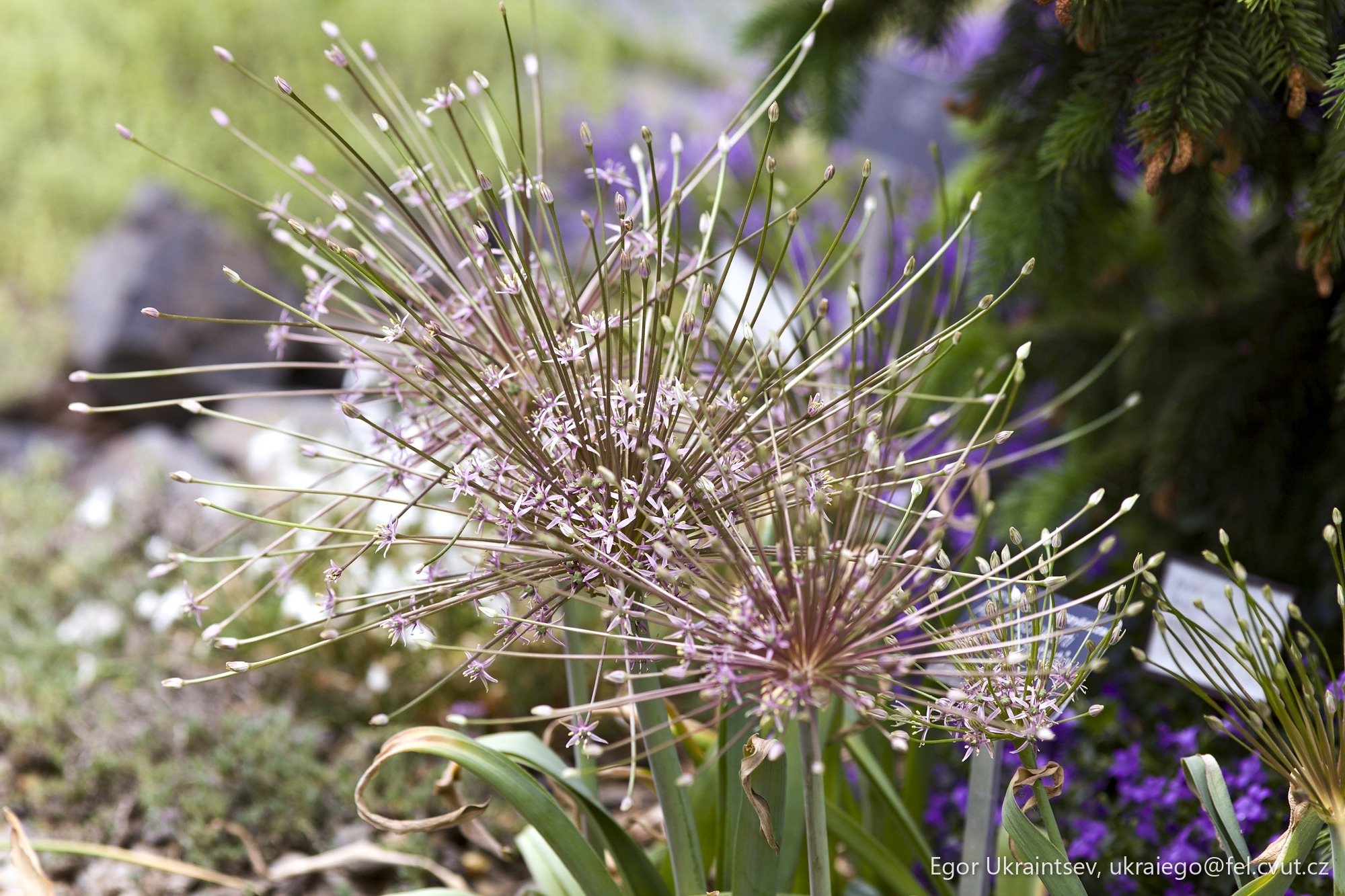 Purple flower in the garden