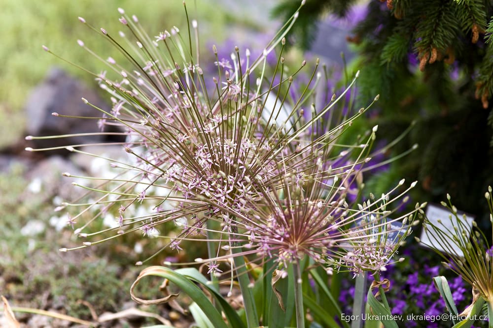Purple flower in the garden