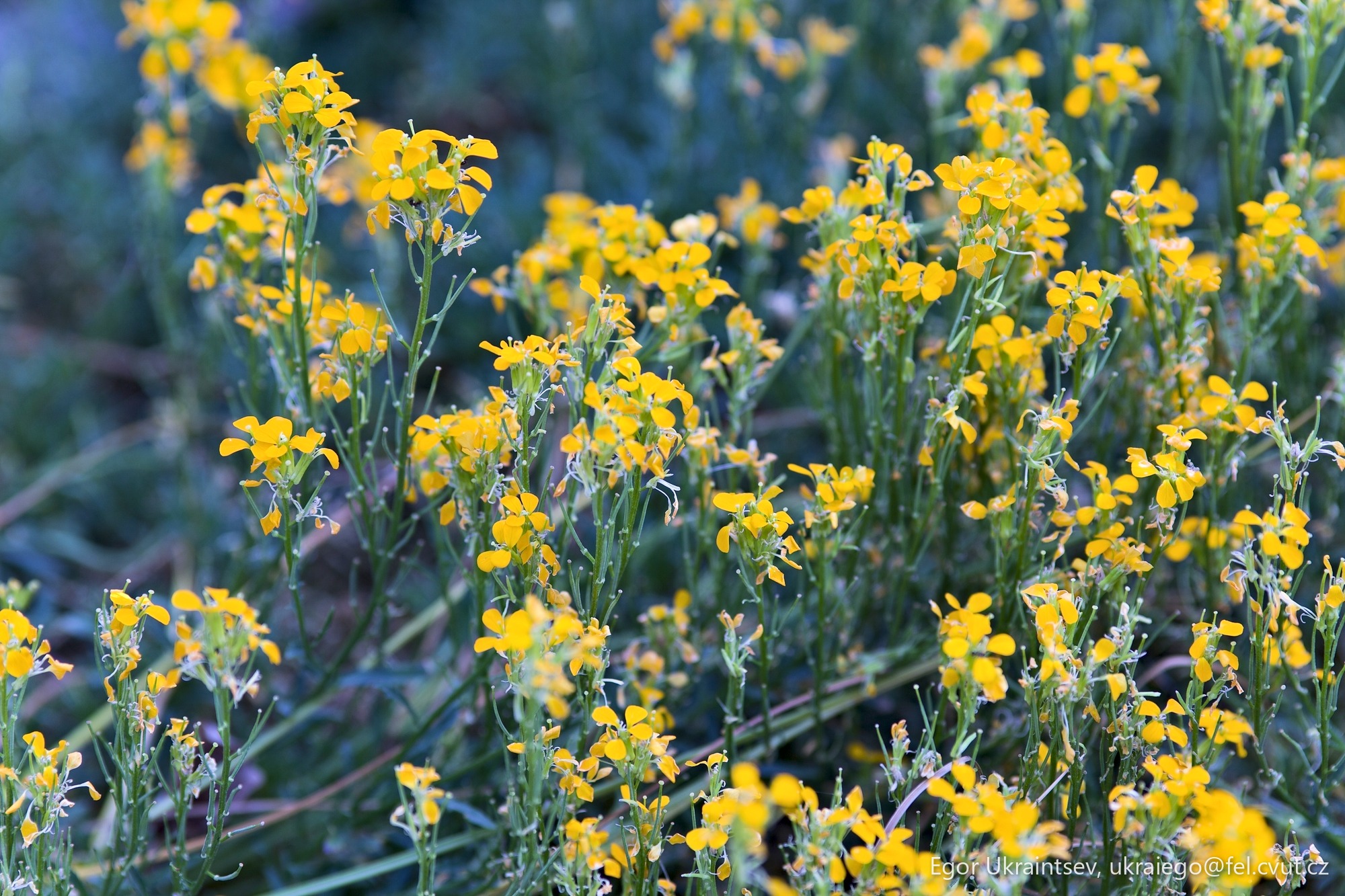 Yellow flowers