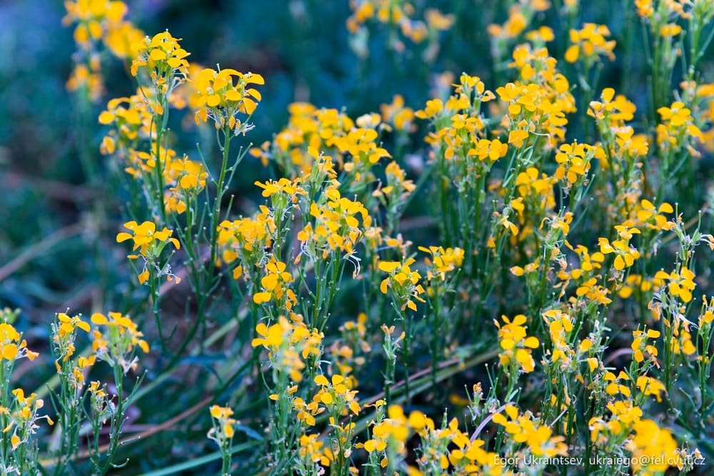Yellow flowers