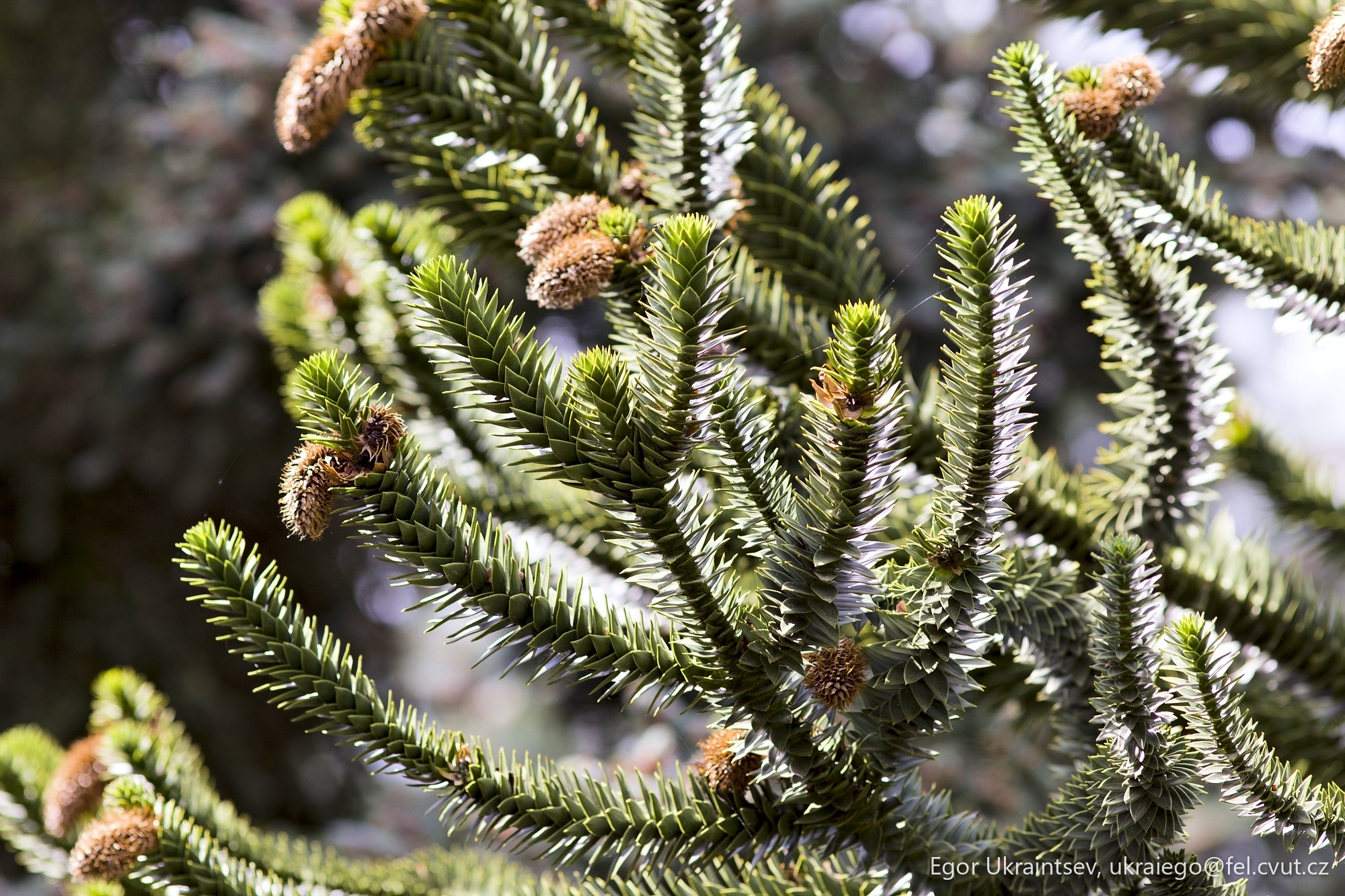 Pine cones on a spruce