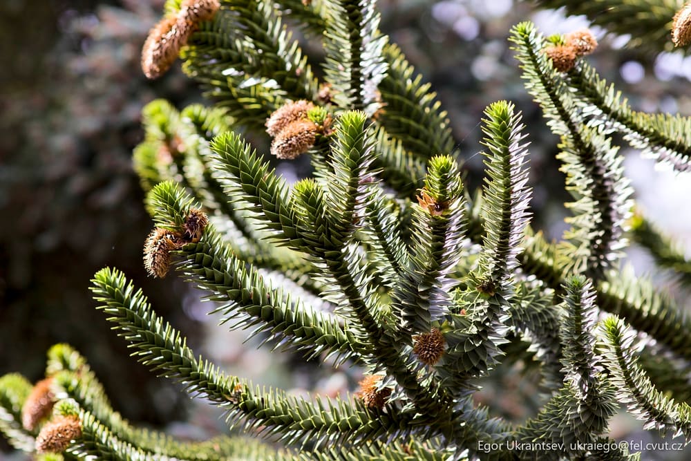 Pine cones on a spruce
