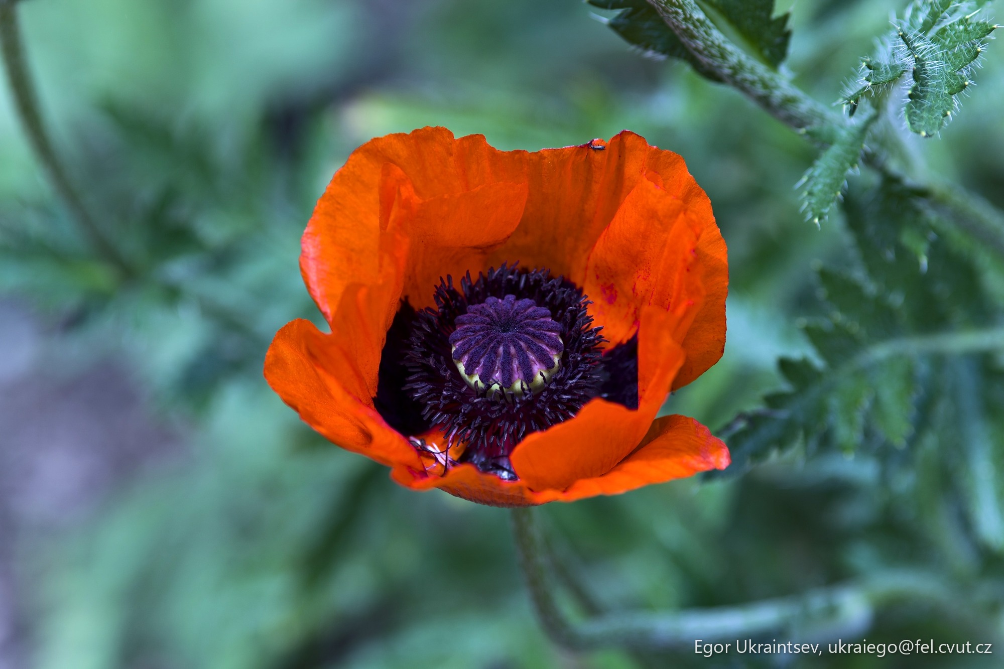 Orange poppy flower