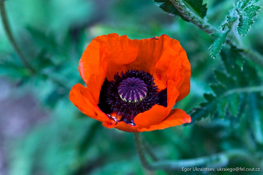 Orange poppy flower