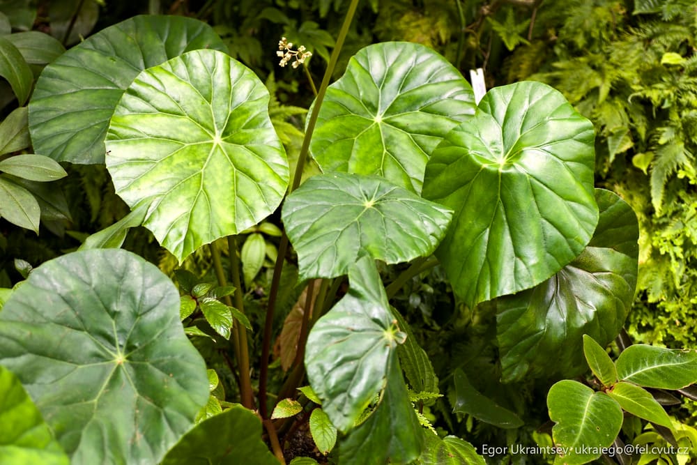 Plant in the forest