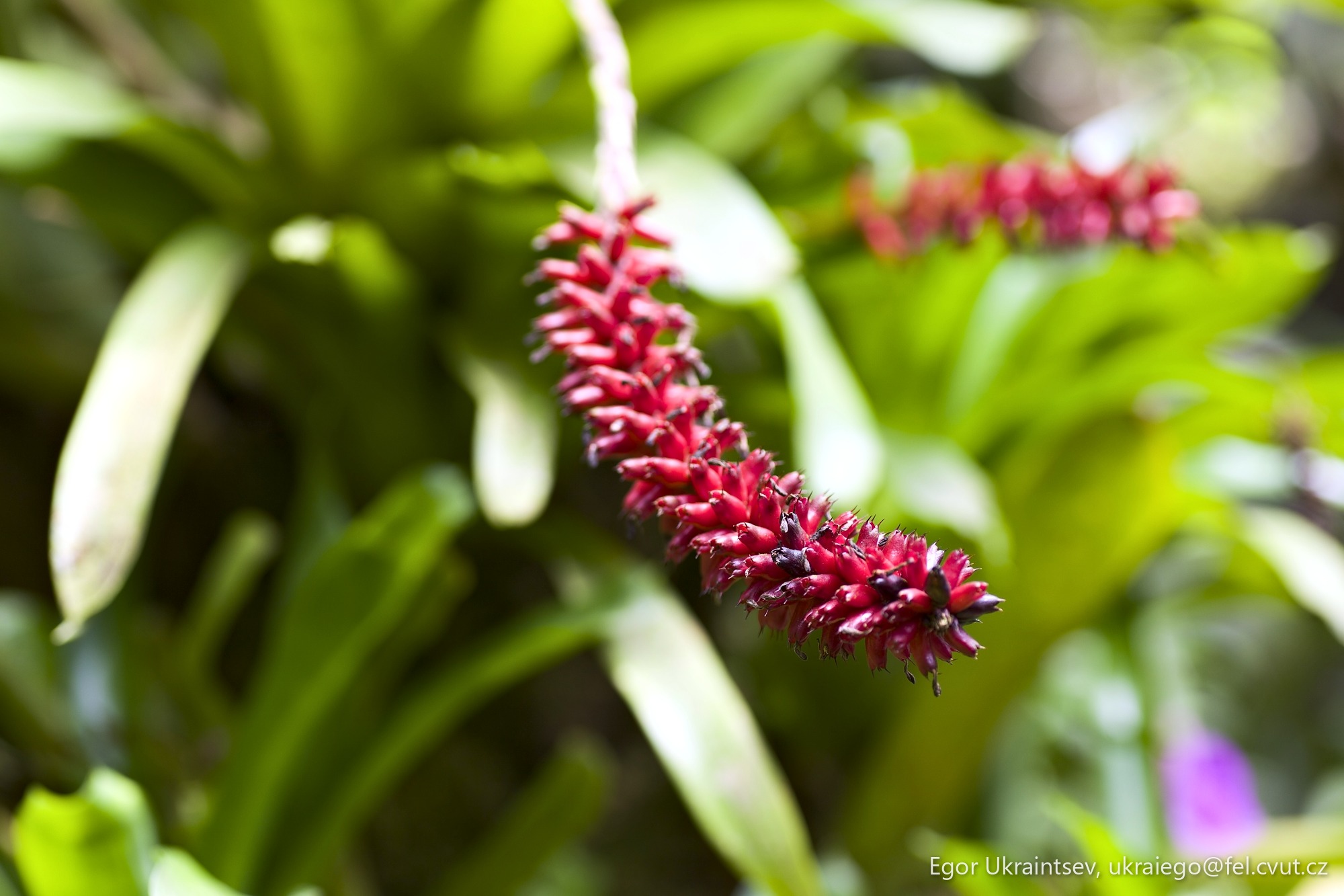 Red flower in a garden