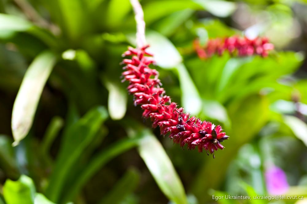Red flower in a garden