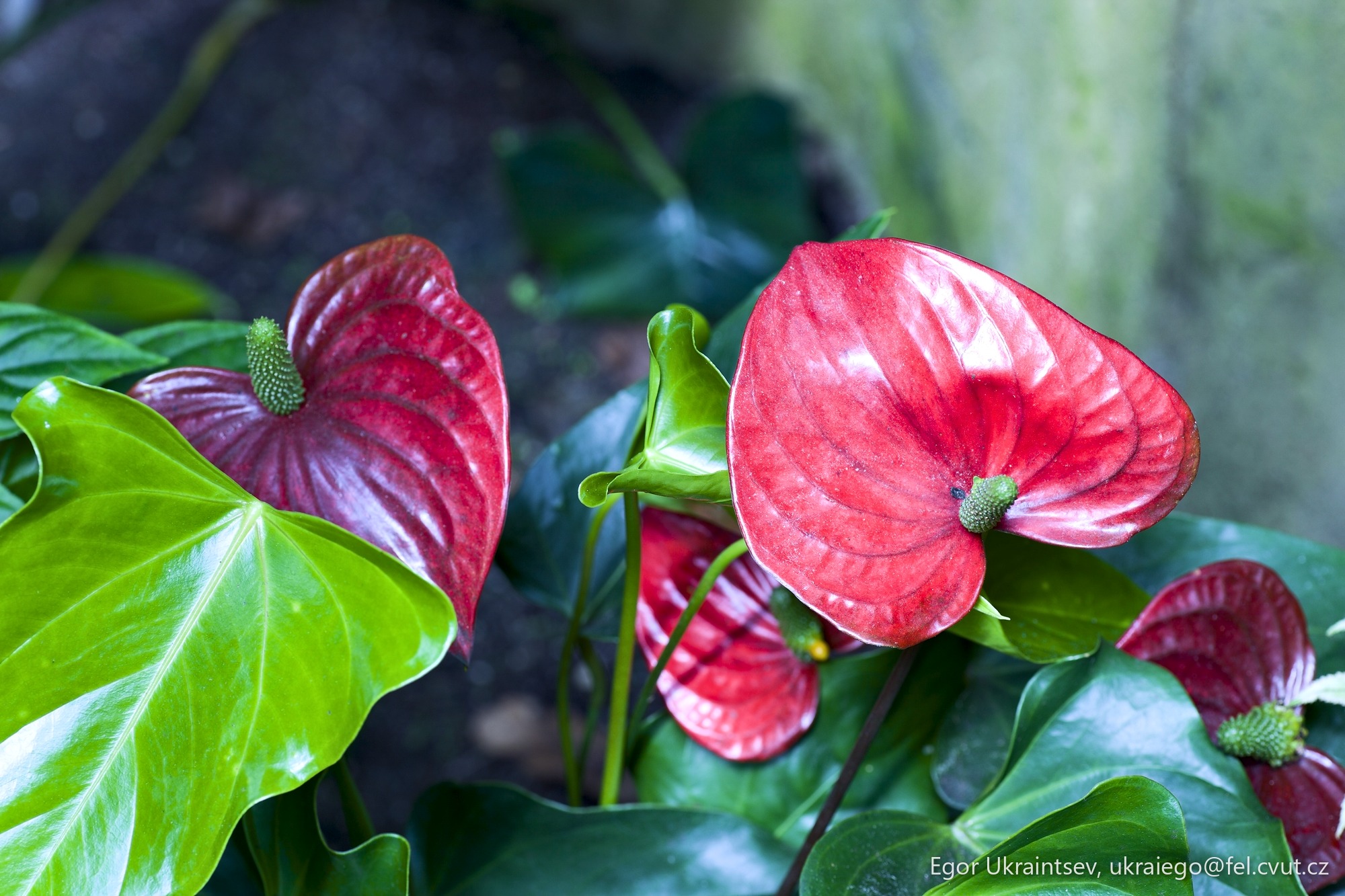 Red flowers in a garden