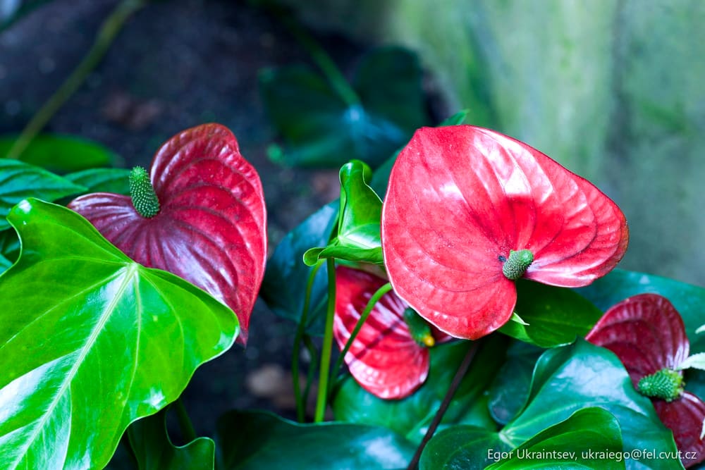 Red flowers in a garden