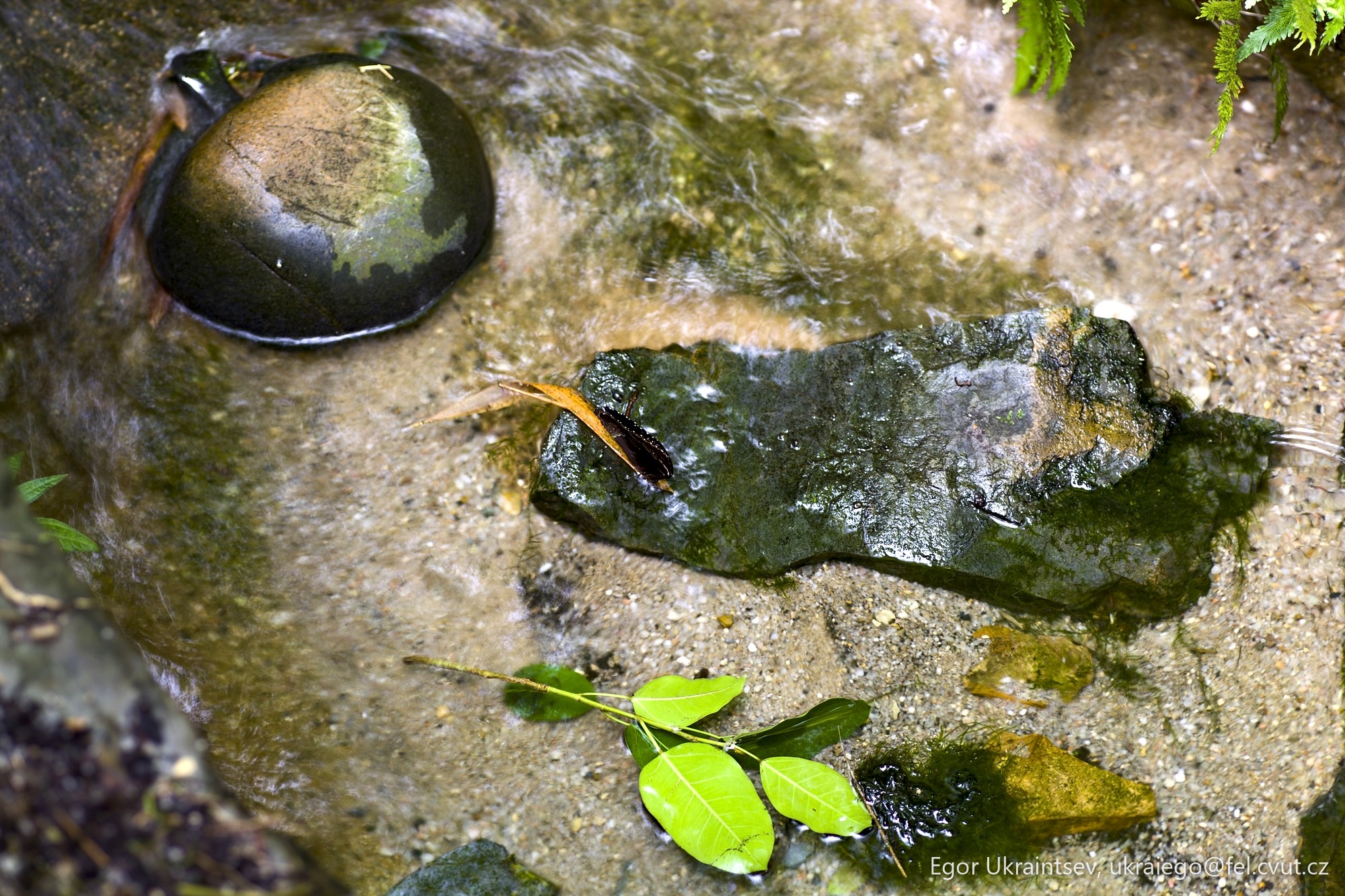 Frog in the water