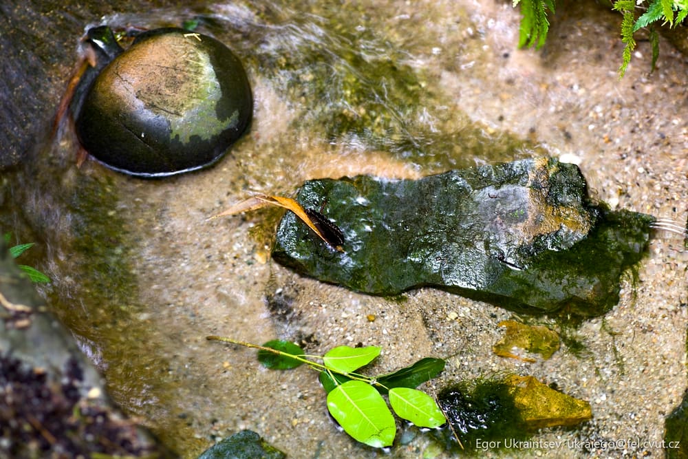 Frog in the water