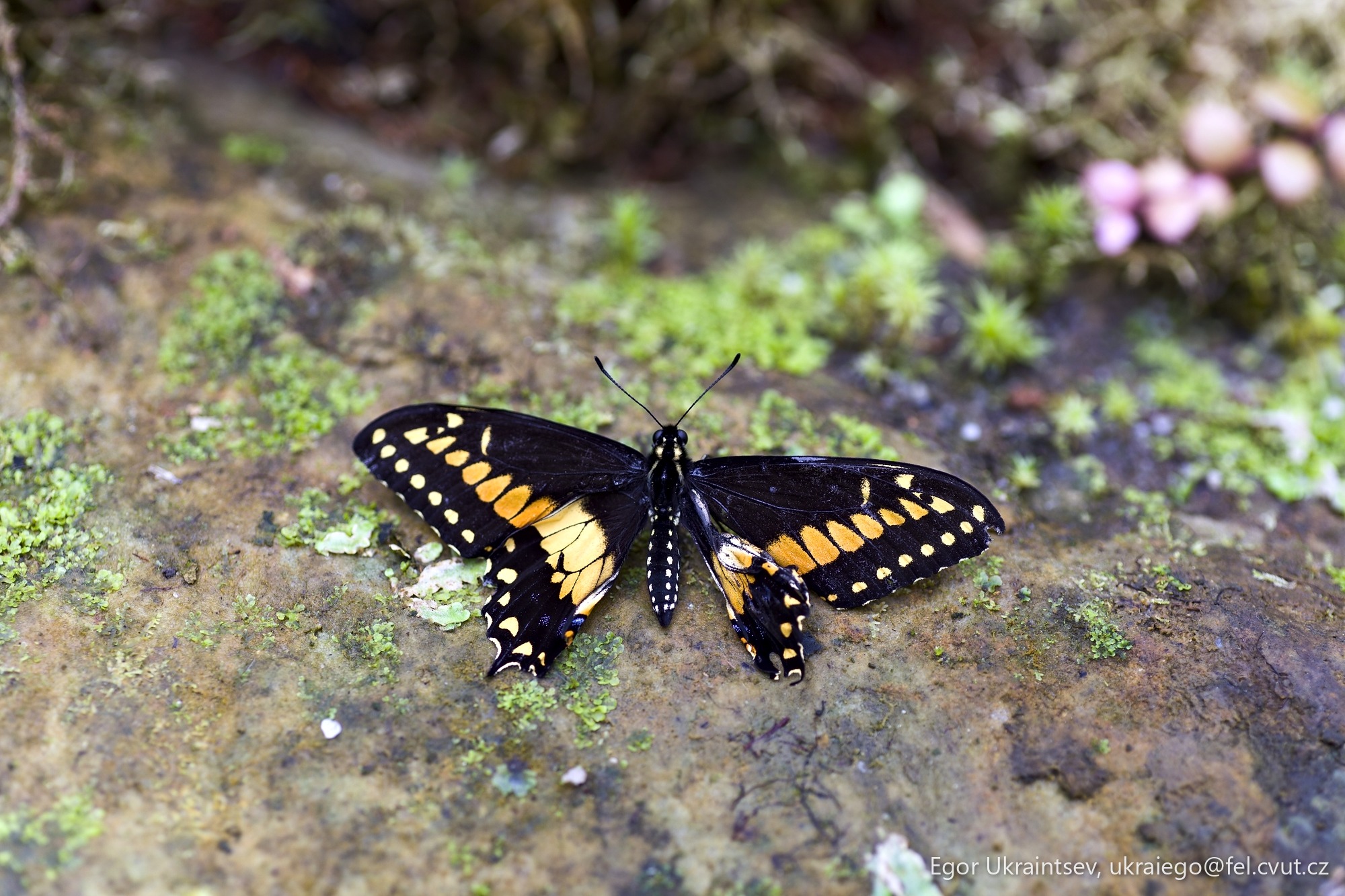 Butterfly on a rock