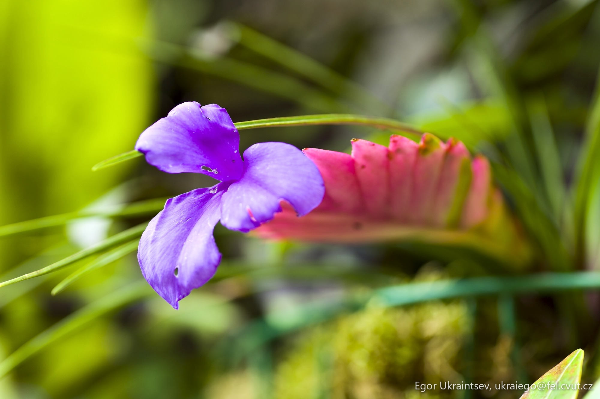 Purple flower