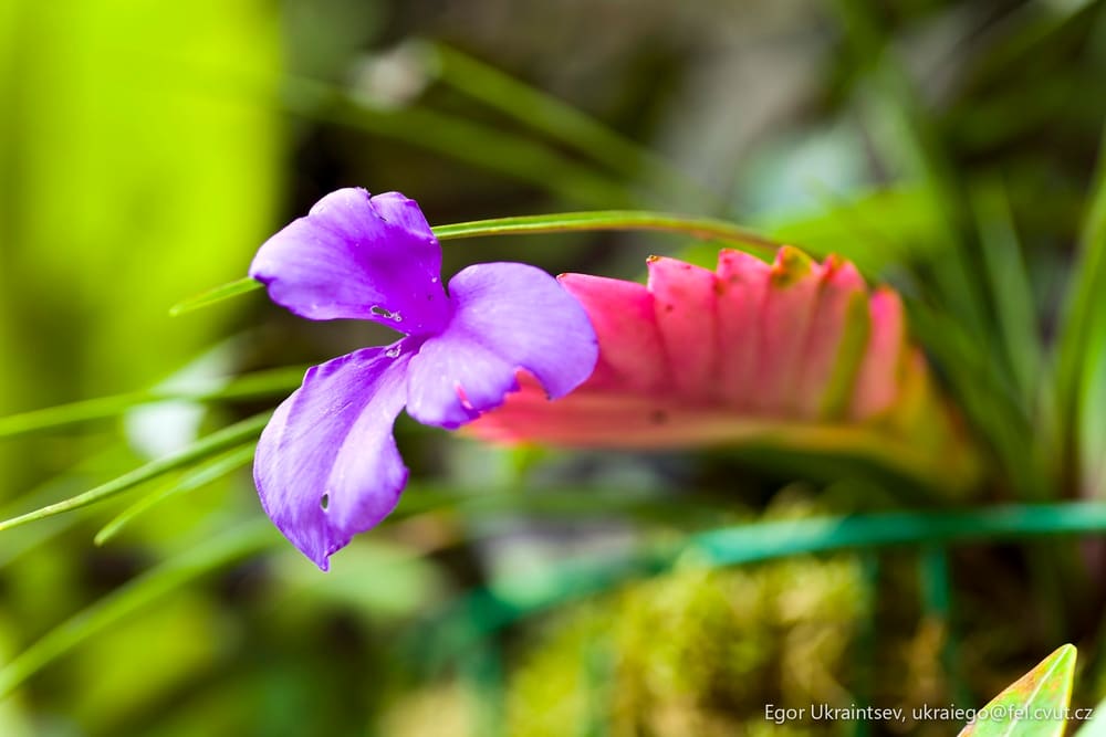 Purple flower