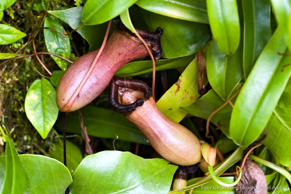 Pitcher of pitchers growing