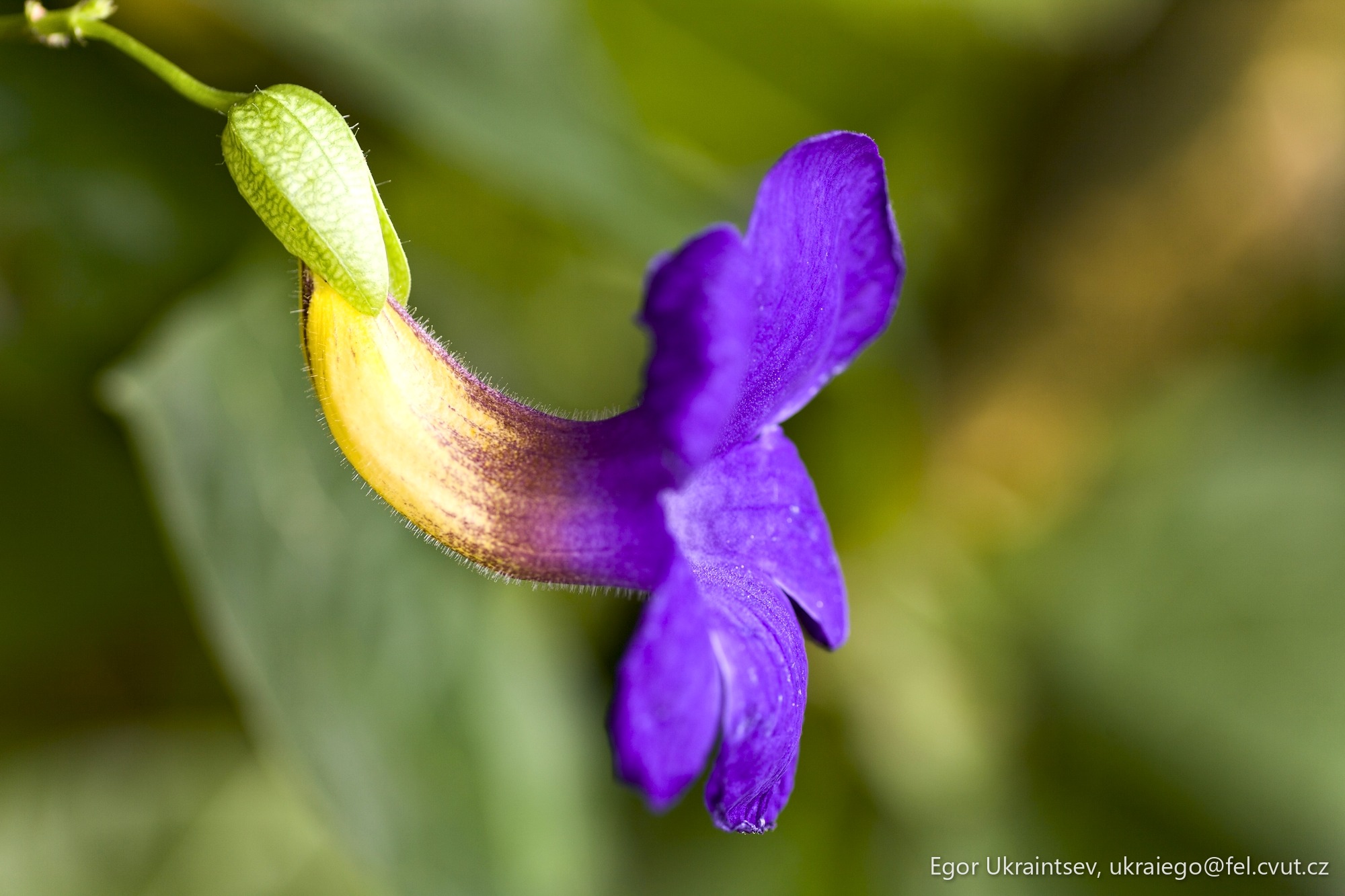 Purple flower with green leaves
