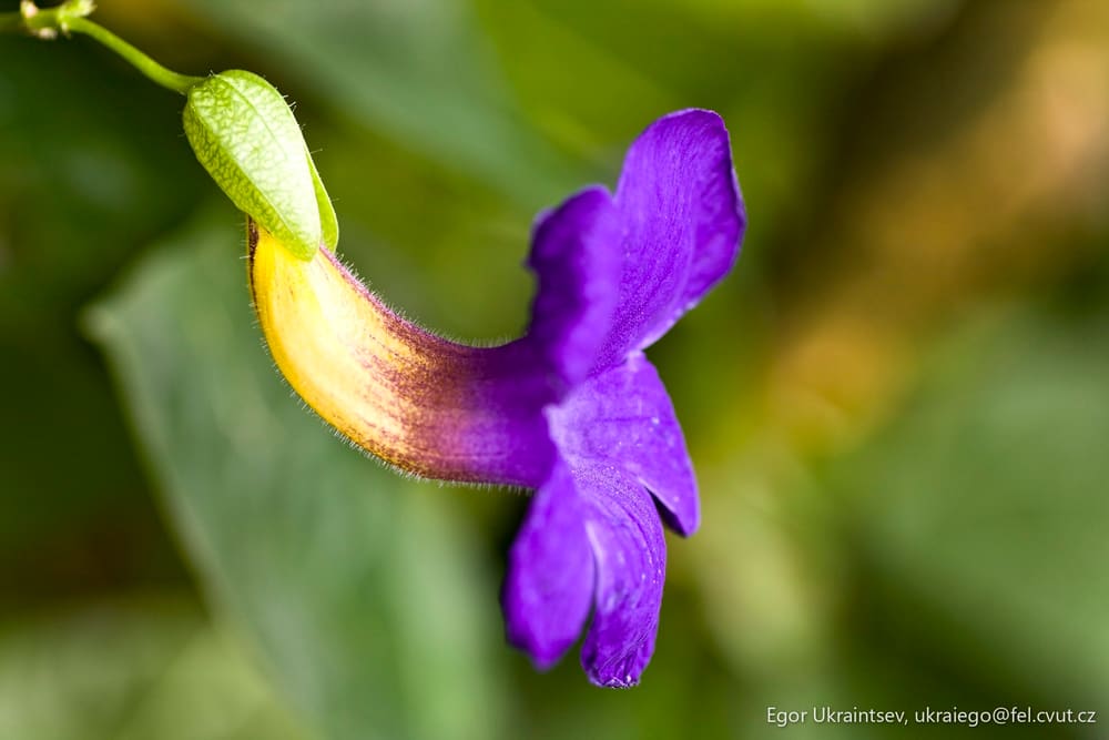 Purple flower with green leaves