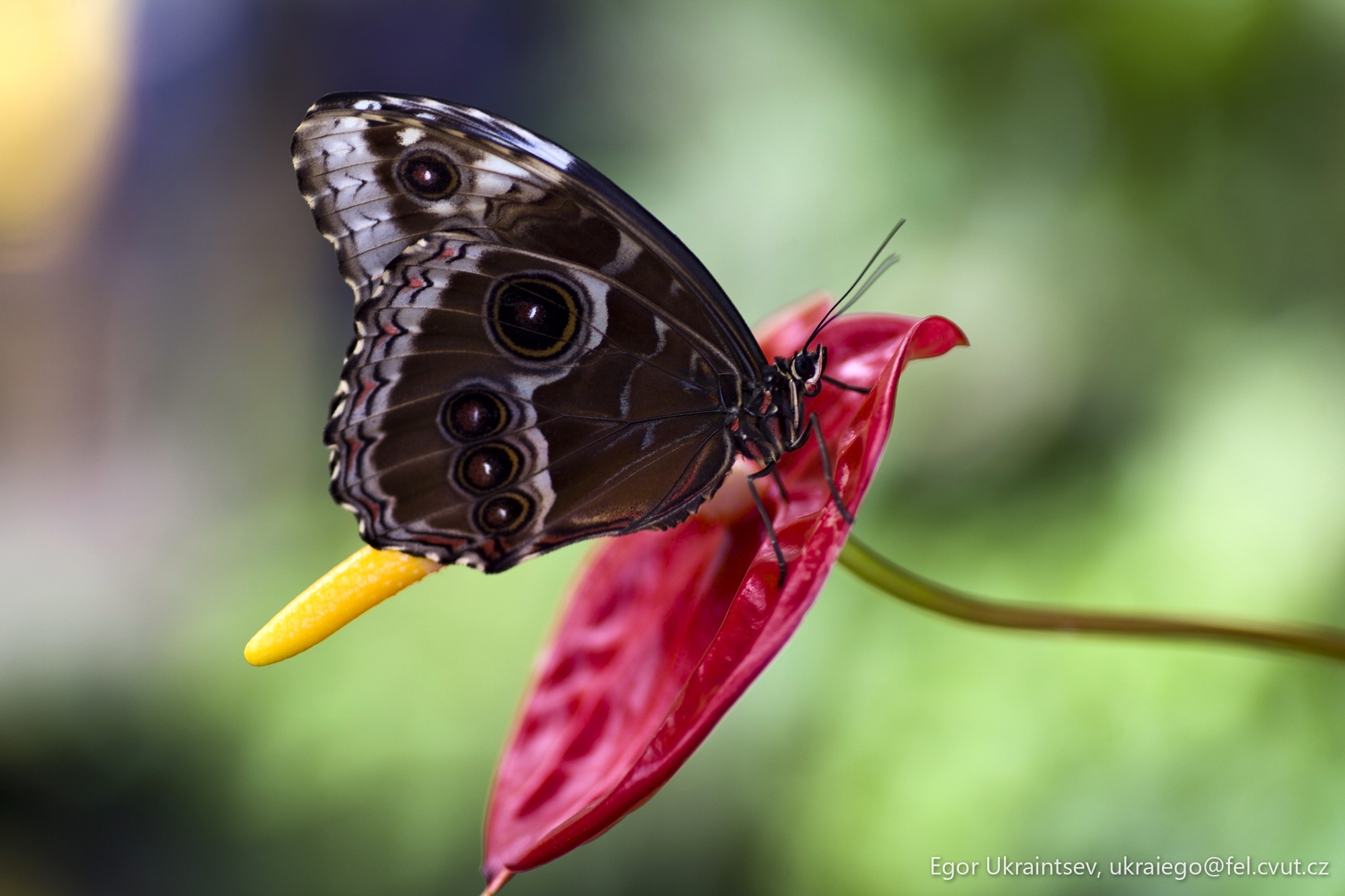 Butterfly on a flower