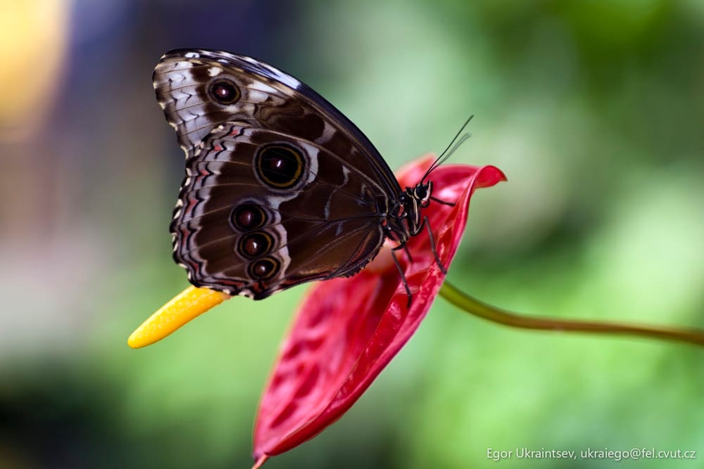 Butterfly on a flower