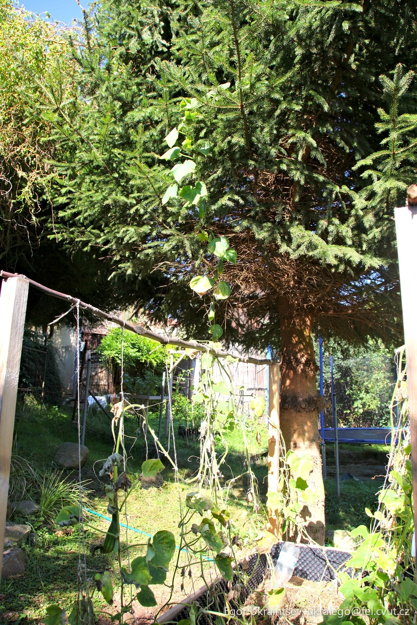Tree in a yard