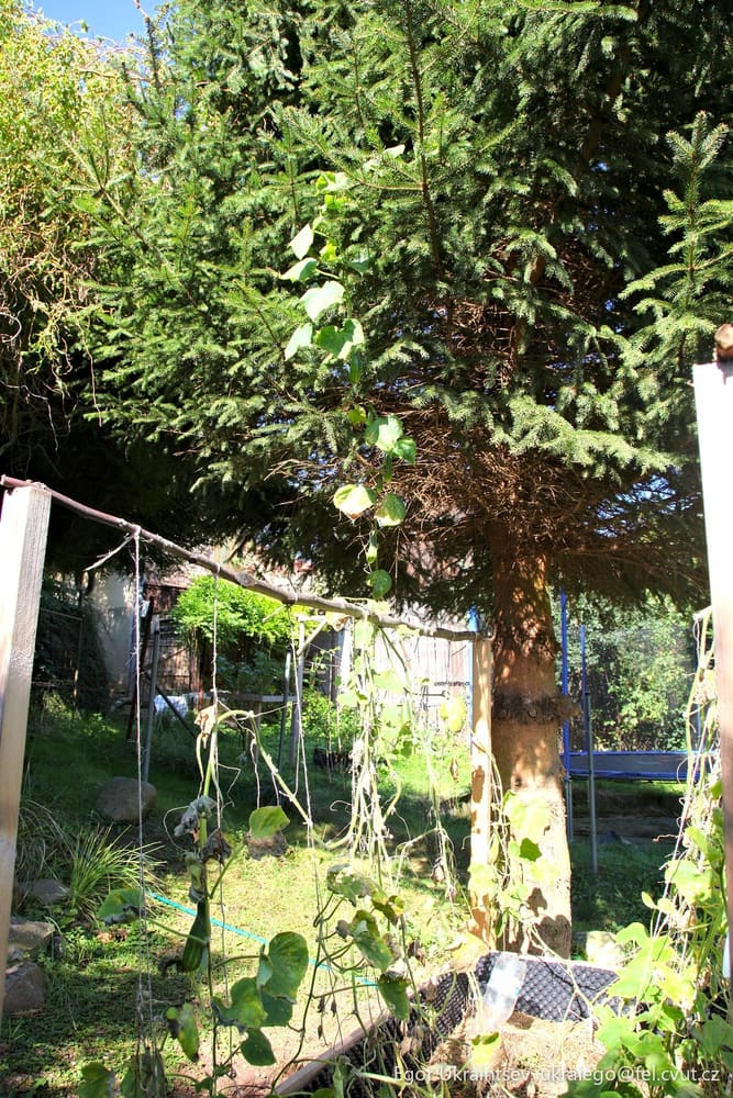 Tree in a yard