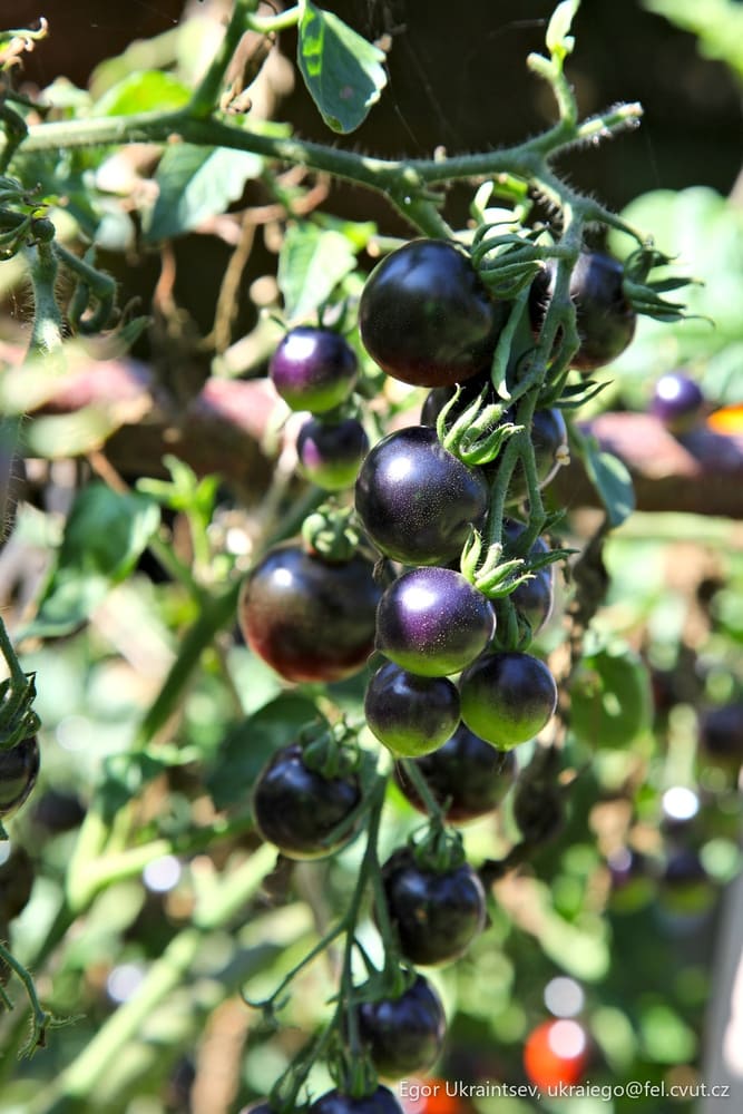 Blueberries growing on a tree