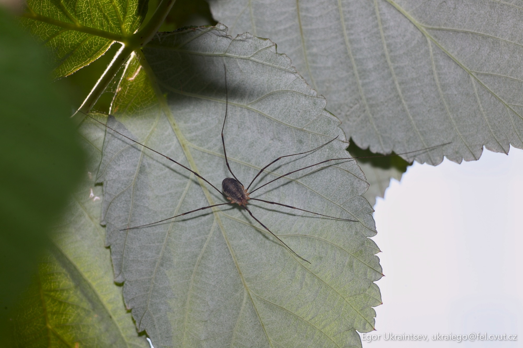 Spider on a leaf