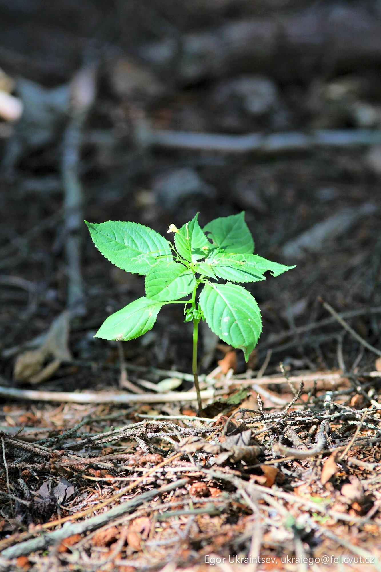 Young plant growing