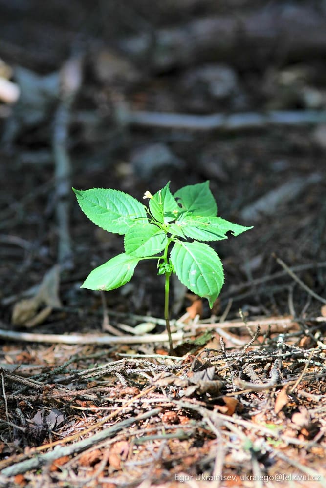 Young plant growing