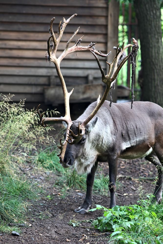 Reindeer in the woods