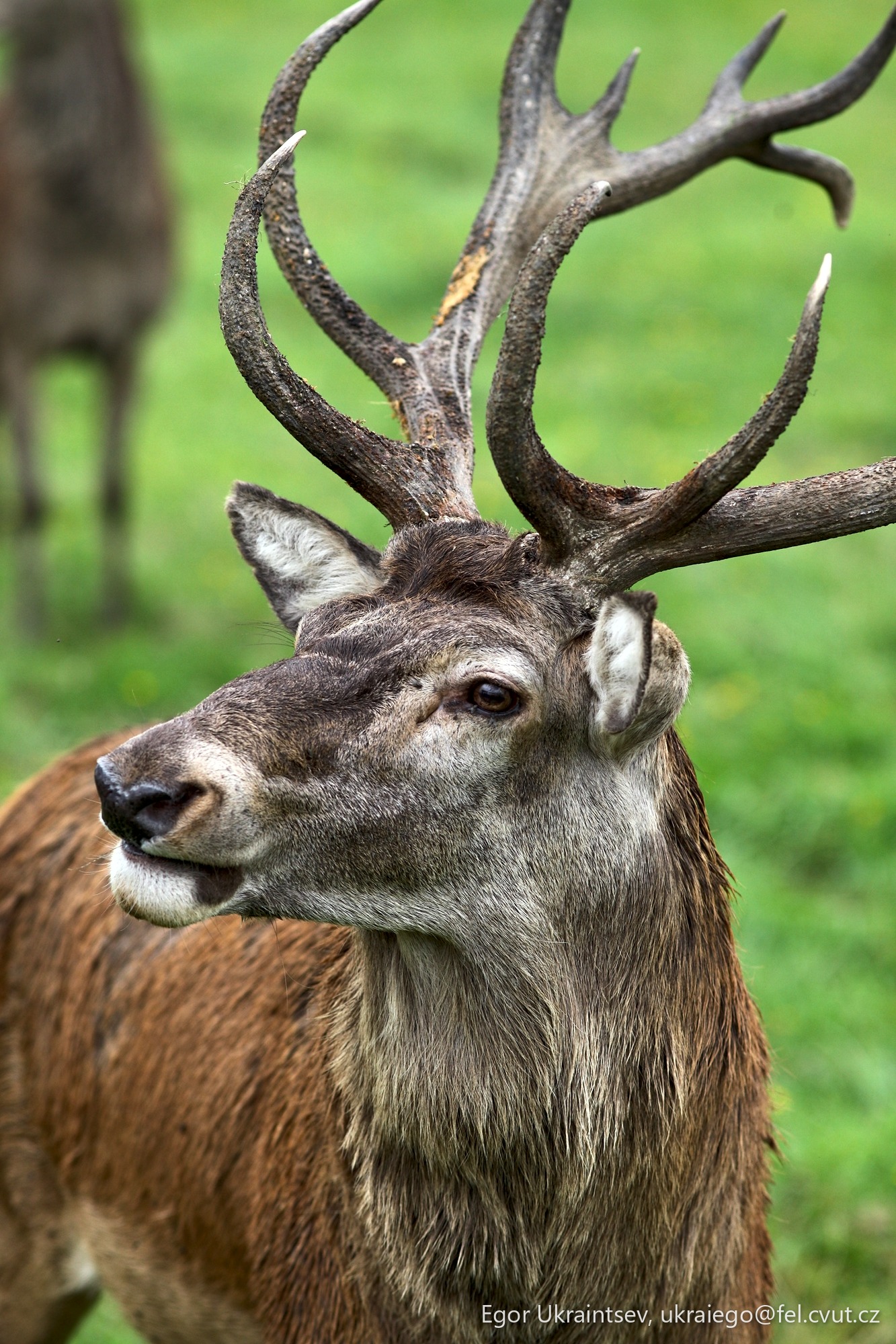 Deer in a field
