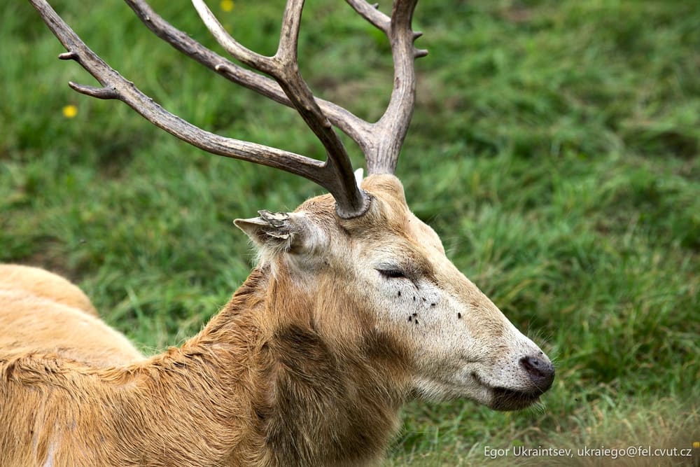 Deer laying in the grass