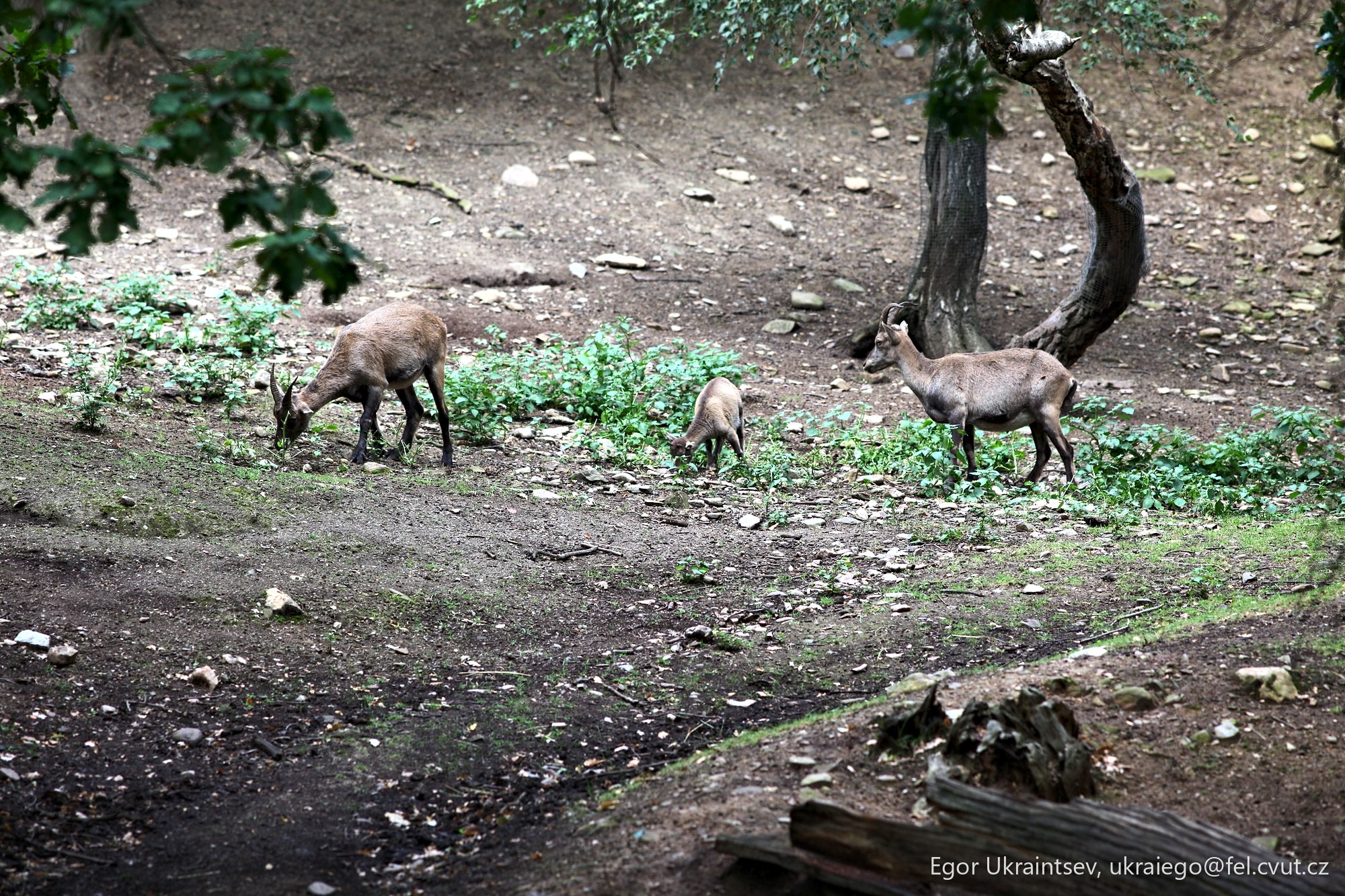 Wild animals in a wooded
