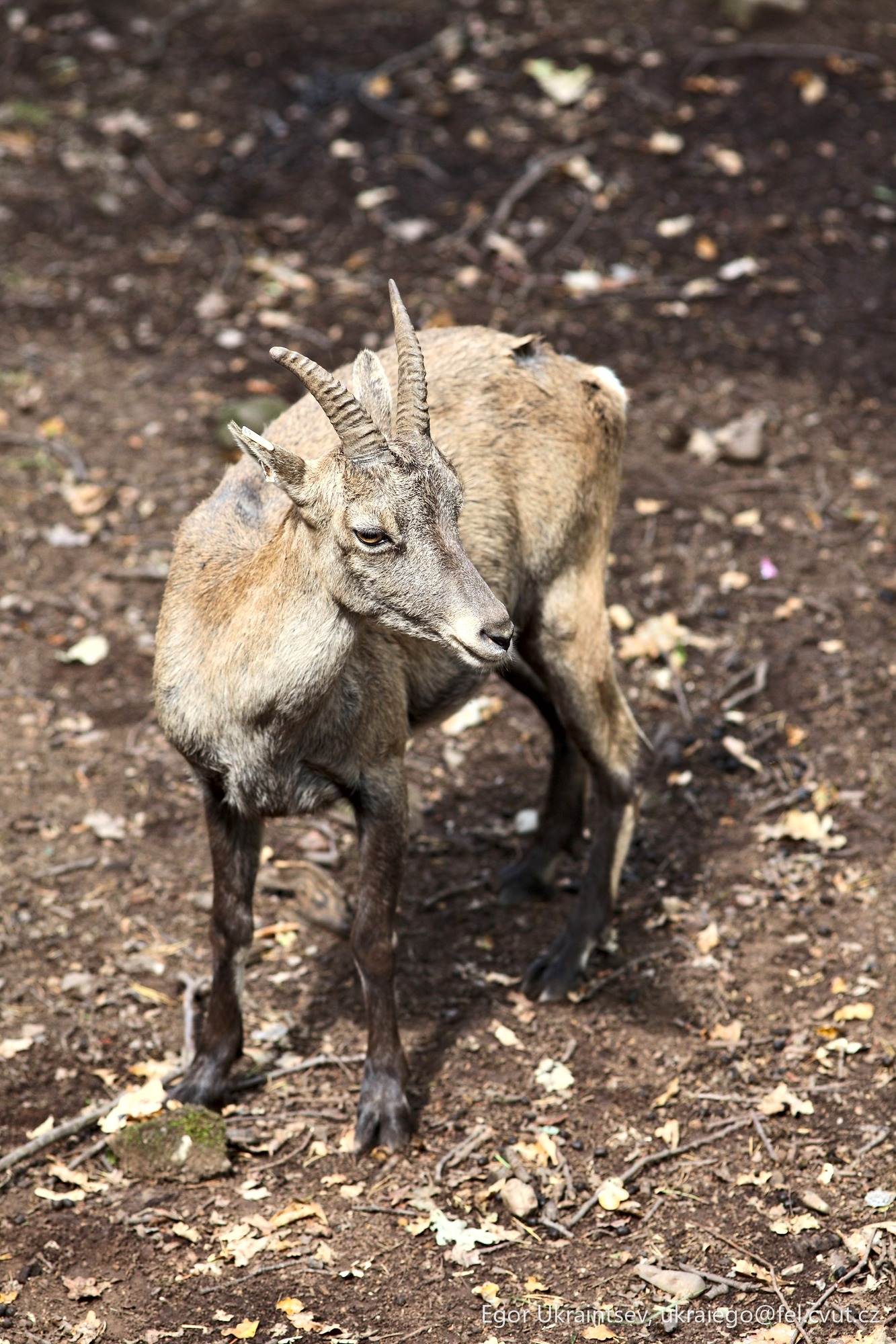 Goat in the woods