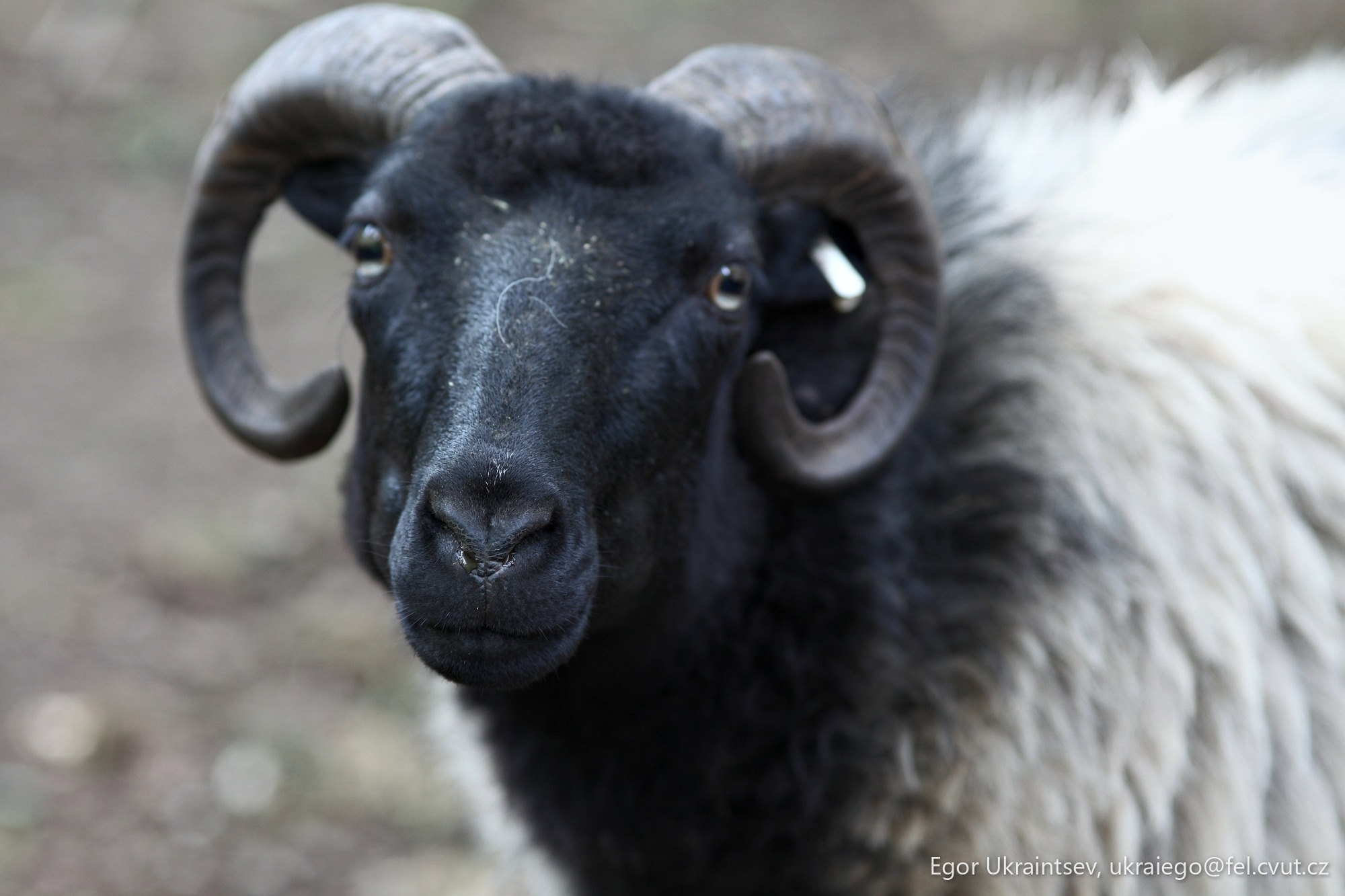 Black and white sheep