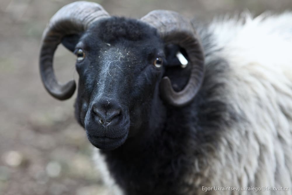 Black and white sheep