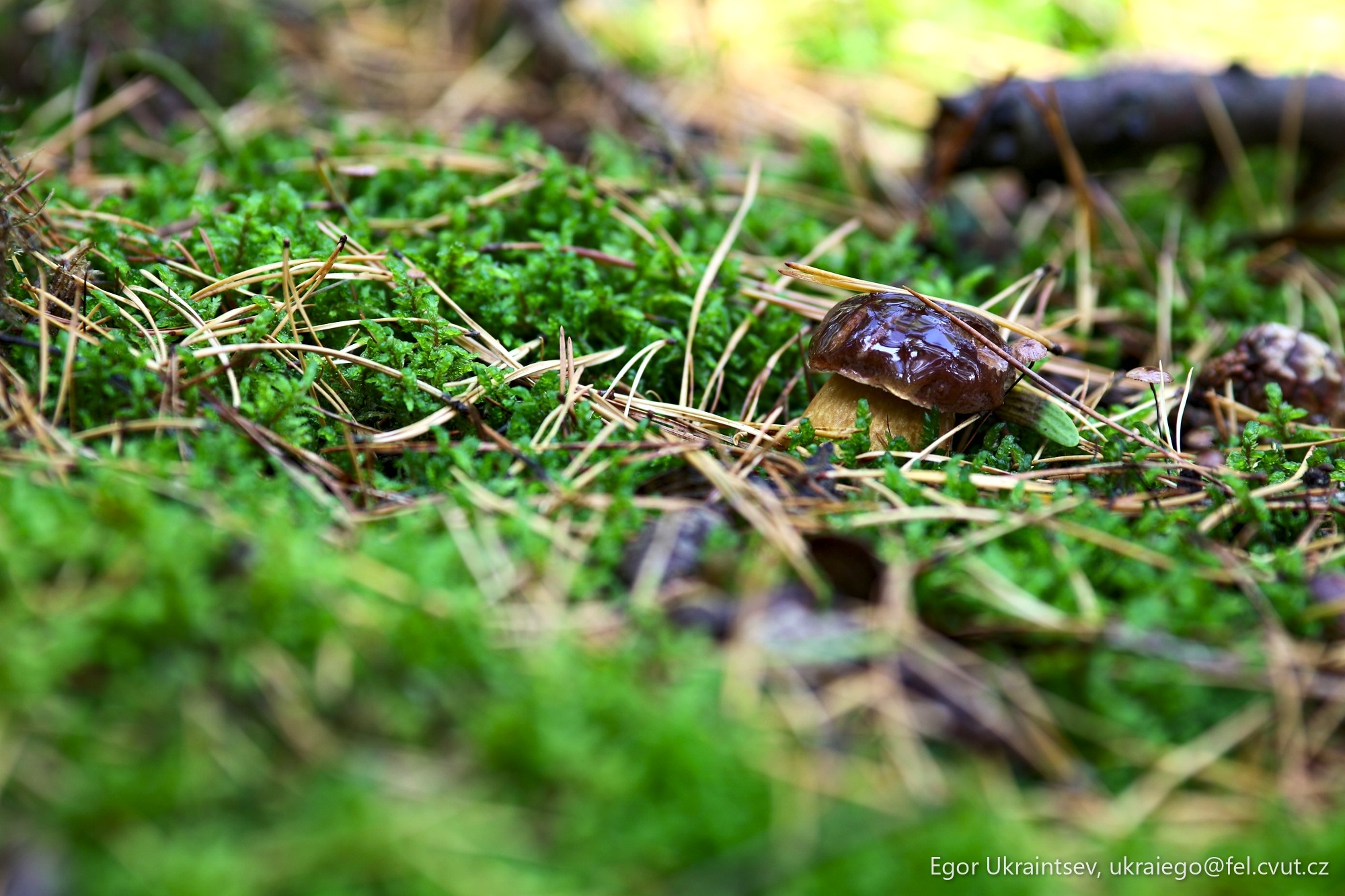 Brown frog in the grass