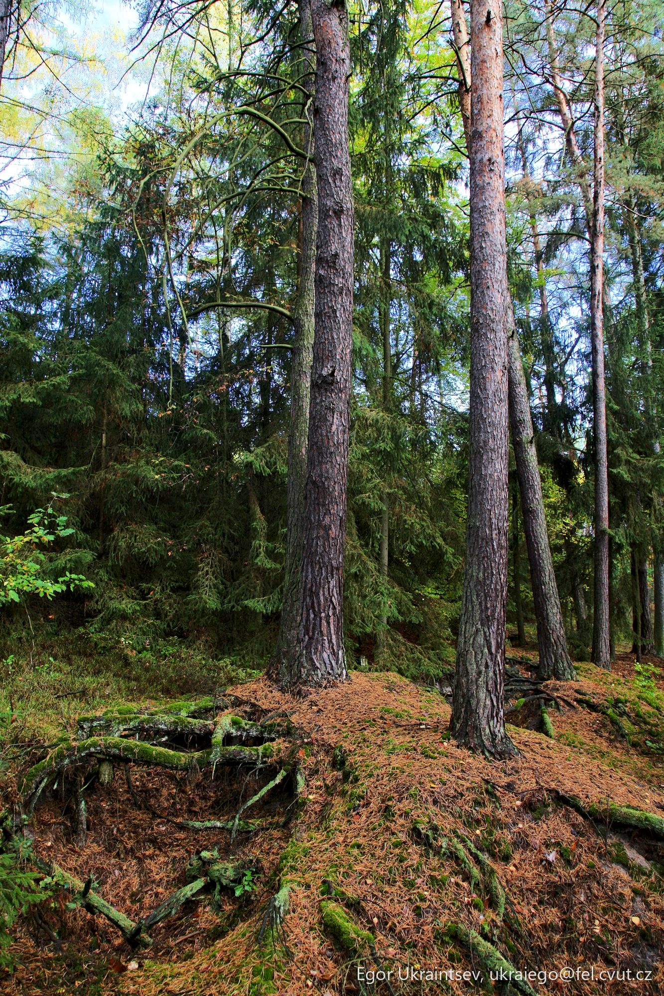 Trees in the forest