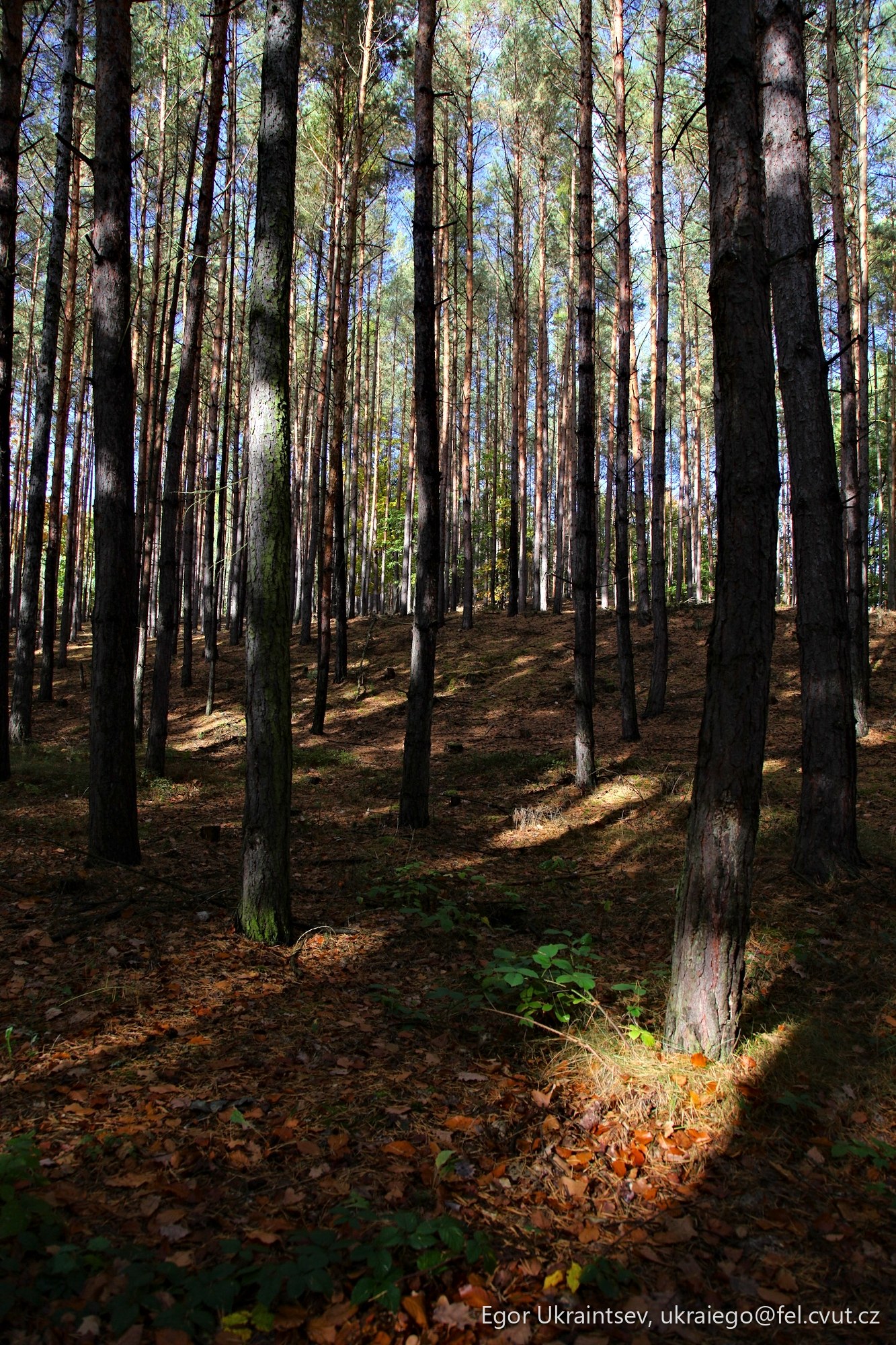 Pine forest