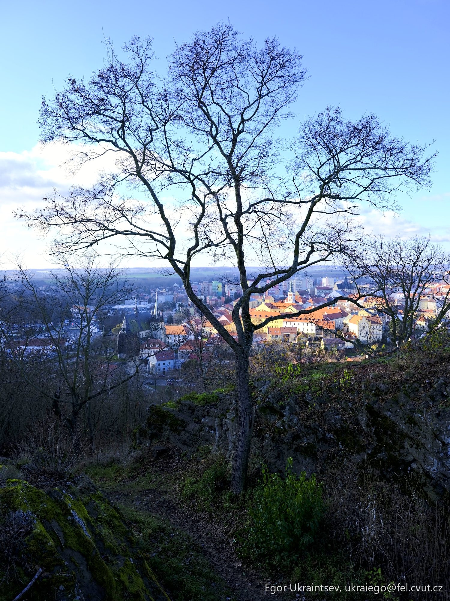 Bare tree on a hill