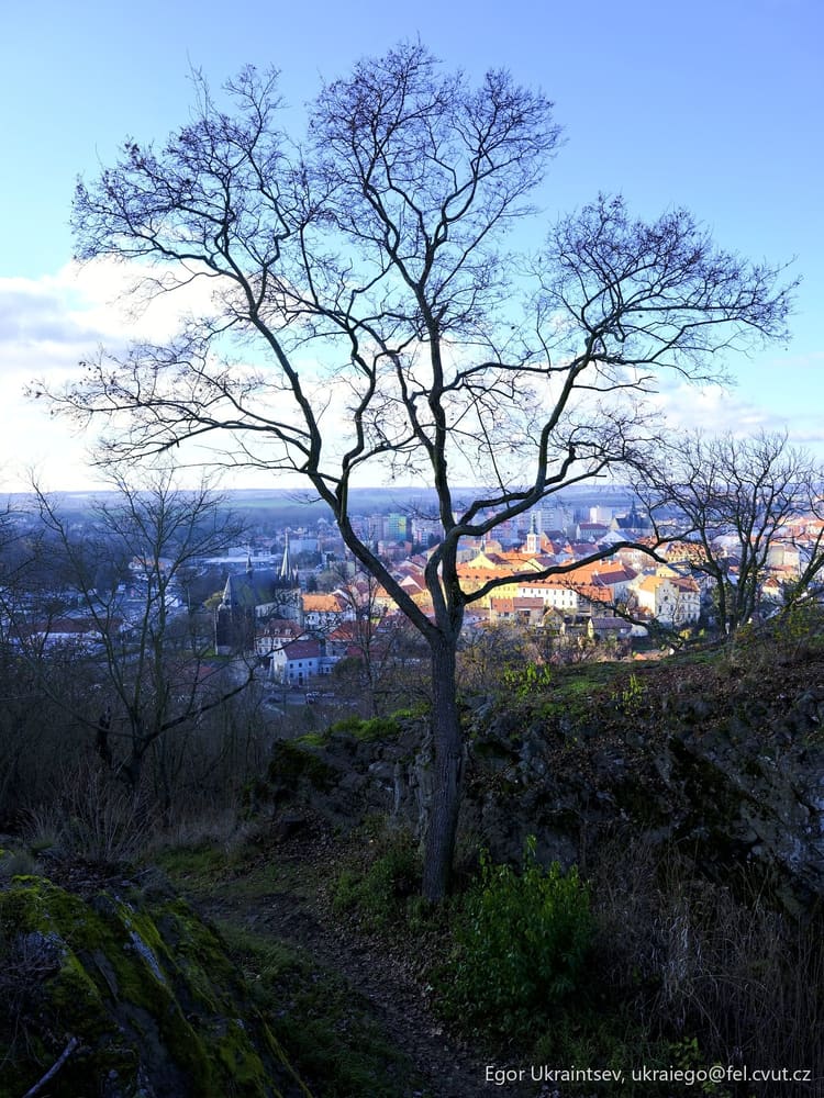 Bare tree on a hill