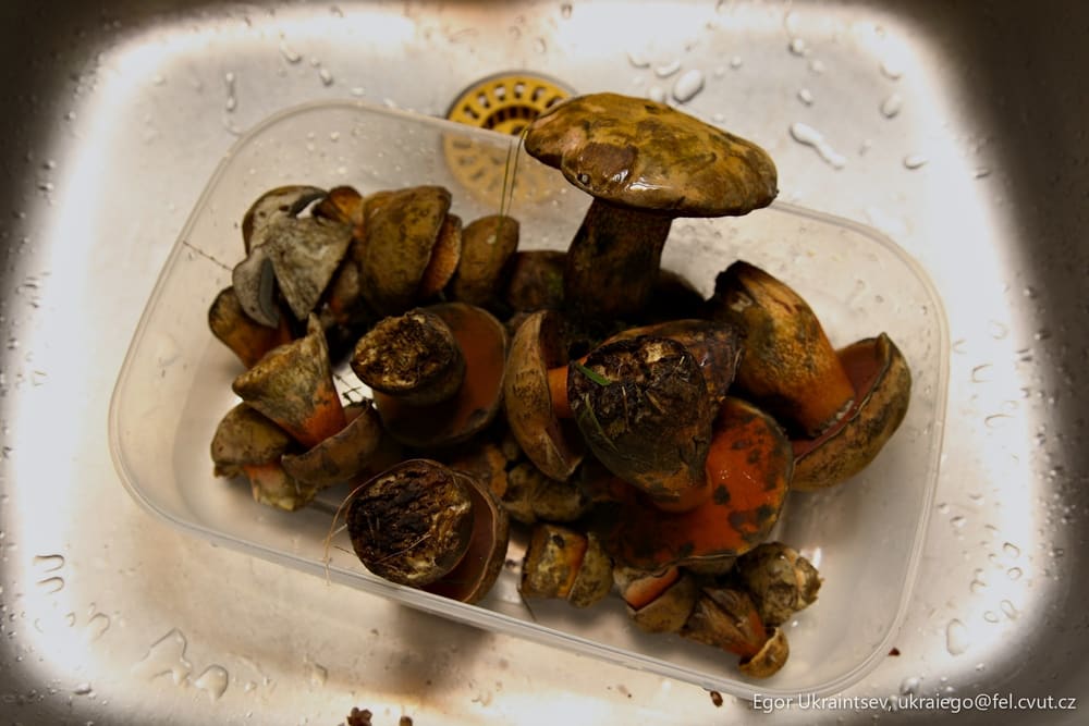 Mushrooms in a plastic container